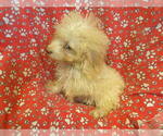 Small #4 F2 Aussiedoodle