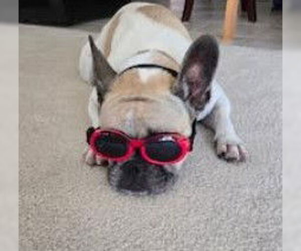 Medium Photo #9 Faux Frenchbo Bulldog Puppy For Sale in San Diego, CA, USA