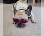 Small #8 Faux Frenchbo Bulldog