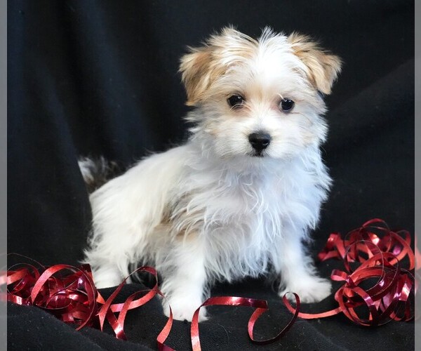 Medium Photo #1 Morkie Puppy For Sale in ROCK VALLEY, IA, USA
