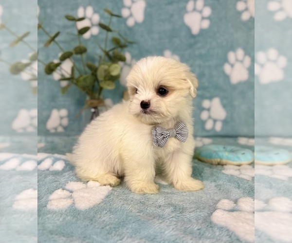 Medium Photo #7 Mal-Shi Puppy For Sale in NOBLESVILLE, IN, USA
