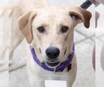 Small #7 Labrador Retriever Mix