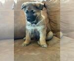 Small #4 German Shepherd Dog