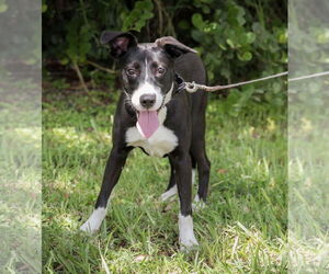 American Bulldog Dogs for adoption in Royal Palm Beach, FL, USA