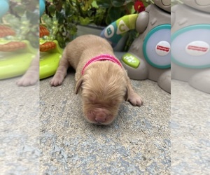 Golden Retriever Puppy for sale in NEOLA, WV, USA