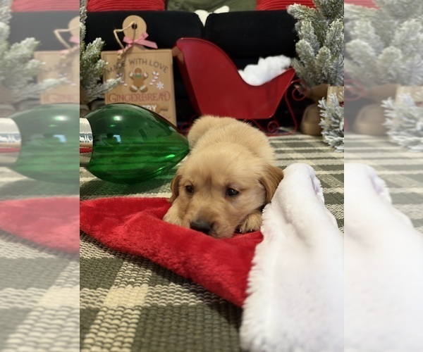 Medium Photo #9 Golden Retriever Puppy For Sale in LAKELAND, FL, USA