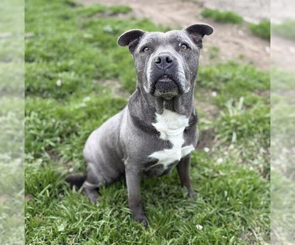 Medium Photo #1 Mutt Puppy For Sale in Modesto, CA, USA