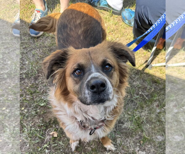 Medium Photo #1 English Shepherd-Unknown Mix Puppy For Sale in Brooklyn Center, MN, USA