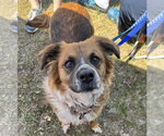 Small English Shepherd Mix