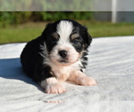 Small #1 Auss-Tzu