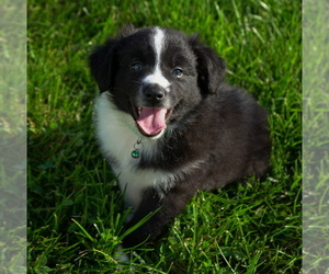 Australian Shepherd Puppy for sale in GALENA, OH, USA