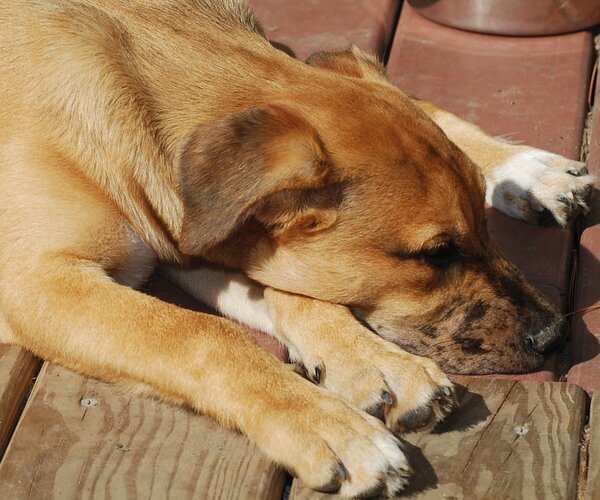 Medium Photo #12 Catahoula Leopard Dog-Unknown Mix Puppy For Sale in Spring, TX, USA