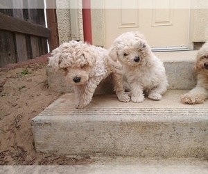 Maltipoo (Miniature) Puppy for sale in SEASIDE, CA, USA