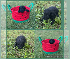 Poodle (Toy) Puppy for sale in CARTERSVILLE, GA, USA