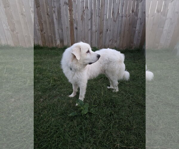 Medium Photo #4 Great Pyrenees-Unknown Mix Puppy For Sale in Houston, TX, USA