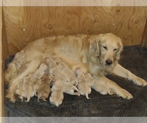 Mother of the Golden Retriever puppies born on 04/16/2022