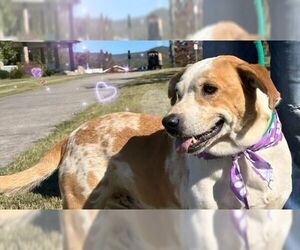 Mutt Dogs for adoption in Rutledge, TN, USA