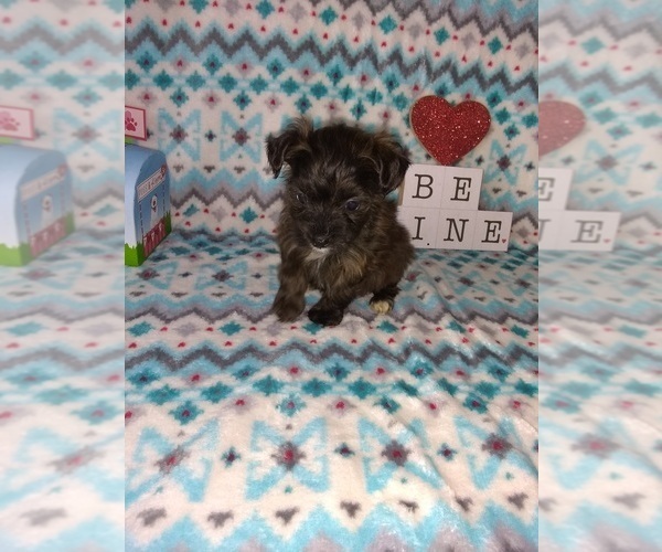Medium Photo #3 Poodle (Toy) Puppy For Sale in LAPEER, MI, USA
