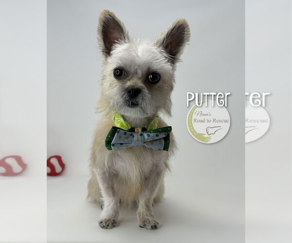 Medium Photo #2 Mutt Puppy For Sale in Benton, LA, USA