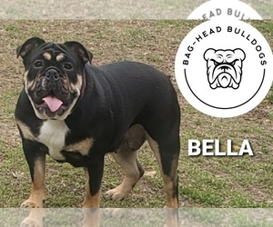Mother of the Olde English Bulldogge puppies born on 06/23/2023