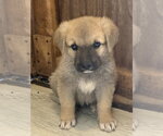 Small #1 German Shepherd Dog