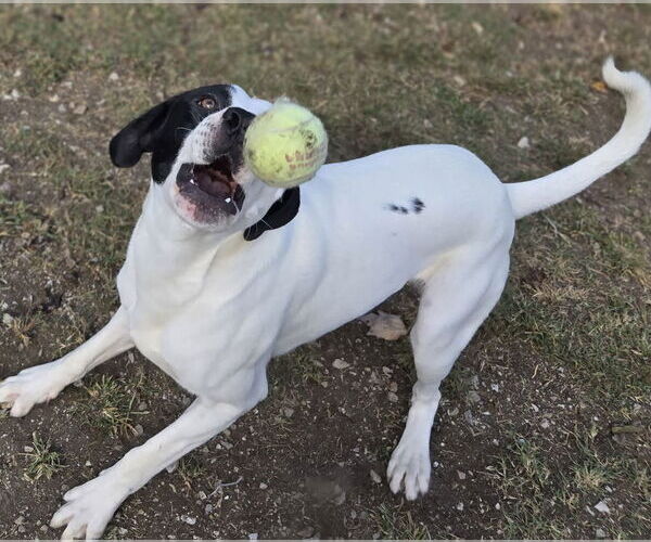 Medium Photo #7 Mutt Puppy For Sale in Crandall, GA, USA
