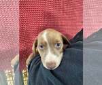 Small #3 American Pit Bull Terrier-Doberman Pinscher Mix