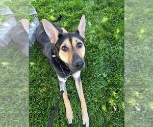 Maisy (SC) - Female German Shepherd Dog-Unknown Mix Dog for Adoption - Photo #14