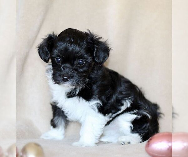 Medium Photo #3 Havanese Puppy For Sale in GORDONVILLE, PA, USA