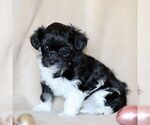 Small Photo #3 Havanese Puppy For Sale in GORDONVILLE, PA, USA