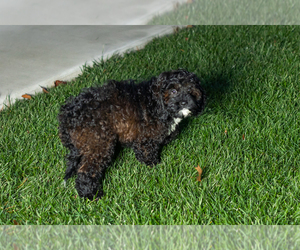 Cock-A-Poo Puppy for sale in NAPPANEE, IN, USA