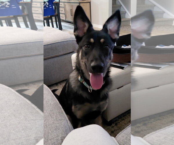 Medium Photo #2 German Shepherd Dog-Great Pyrenees Mix Puppy For Sale in Fort Wayne, IN, USA