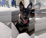 Small #1 German Shepherd Dog-Great Pyrenees Mix