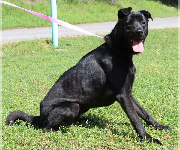 Medium Photo #4 Mutt Puppy For Sale in Prattville, AL, USA