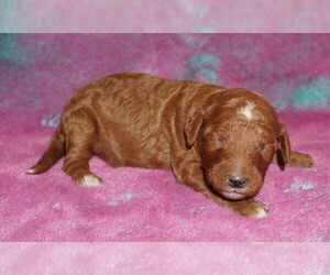 Labradoodle Puppy for sale in LA HABRA, CA, USA