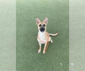 RIGBY - Male Mutt Dog for Adoption - Photo #2