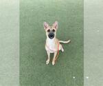Small #1 Mutt