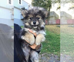Pomeranian Puppy for sale in LOWELL, MA, USA