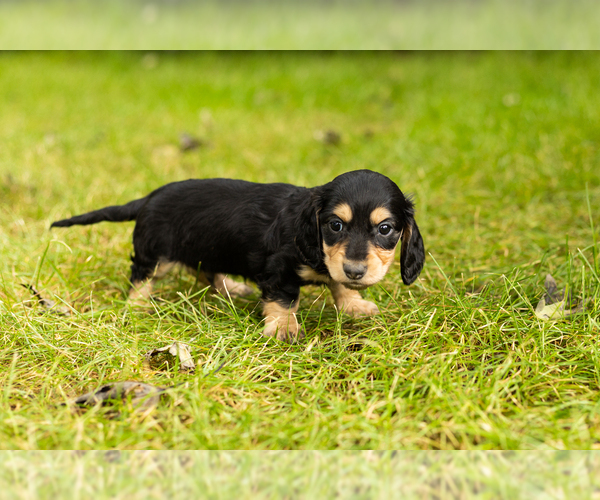 Medium Photo #1 Dachshund Puppy For Sale in MILFORD, IN, USA