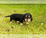 Puppy 4 Dachshund