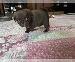 Small Photo #9 Pug Puppy For Sale in BLOOMINGTON, IL, USA