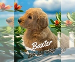 Image preview for Ad Listing. Nickname: Baxter
