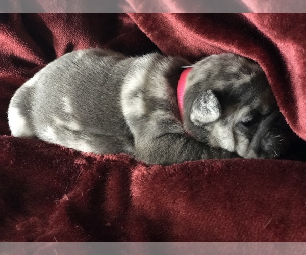 Medium Photo #20 French Bulldog Puppy For Sale in BUCKS BAR, CA, USA