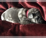 Small Photo #20 French Bulldog Puppy For Sale in BUCKS BAR, CA, USA
