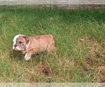 Small Photo #7 Bulldog Puppy For Sale in GREEN FOREST, AR, USA