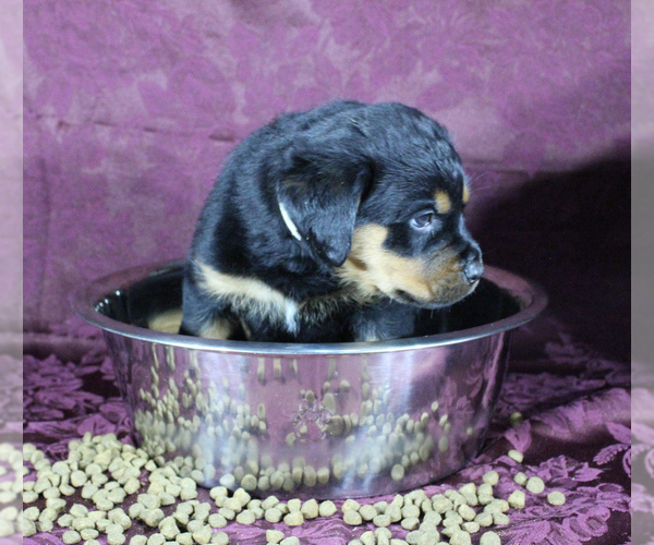 Medium Photo #14 Rottweiler Puppy For Sale in HEMINGWAY, SC, USA