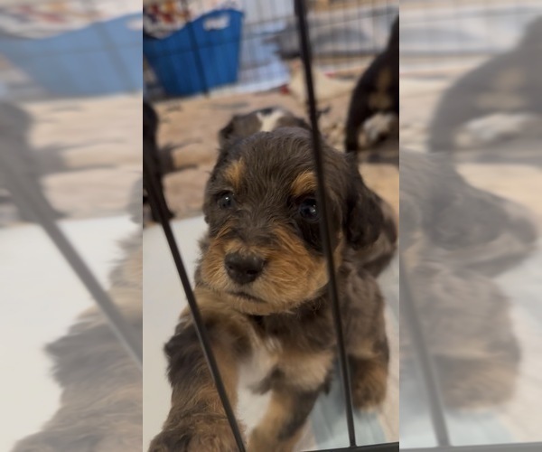 Medium Photo #9 Aussie-Poo-Bernedoodle Mix Puppy For Sale in LEXINGTON, SC, USA