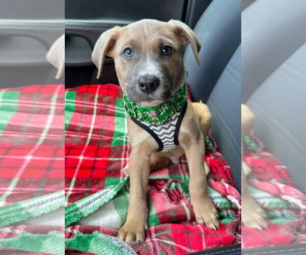 Medium Photo #5 Mutt Puppy For Sale in Sheboygan, WI, USA