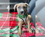 Small #4 Mutt