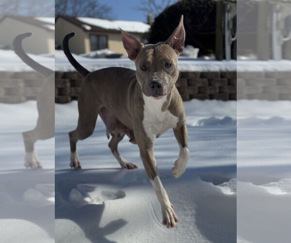 Medium Photo #4 American Pit Bull Terrier-Unknown Mix Puppy For Sale in Spring Lake, NJ, USA